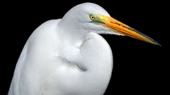 Animals Birds egrets