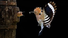 Animals Birds feeding hoopoe baby birds