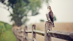Animals Birds fences bird of prey