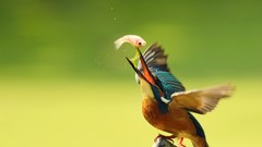 Animals Birds fish kingfisher feeding