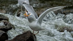 Animals Birds fish rocks seagulls rivers feeding