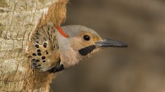 Animals Birds Florida woodpecker