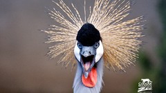 Animals Birds Grey Crowned Crane