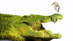 Animals Birds head Crocodiles Nile