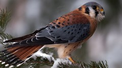 Animals Birds kestrel