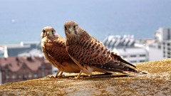 Animals Birds kestrel falcon bird