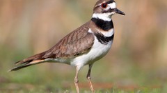 Animals Birds Killdeer