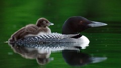 Animals Birds loon baby birds