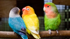 Animals Birds multicolor love bird