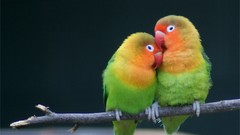 Animals Birds multicolor love bird
