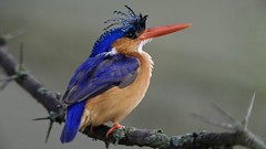 Animals Birds national park kingfisher Kenya malachite