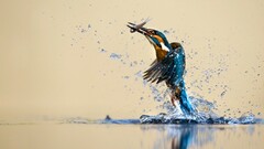Animals Birds nature kingfisher water water drops fishing fish