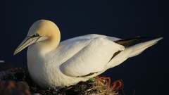 Animals Birds nest gannets