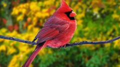 Animals Birds Northern Cardinal