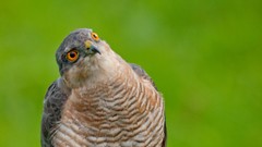Animals Birds orange eyes bird of prey falcon bird