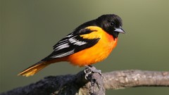 Animals Birds Orioles