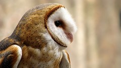 Animals Birds Owls barn owl