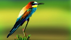 Animals Birds paintings drawings sketches Bee Eaters