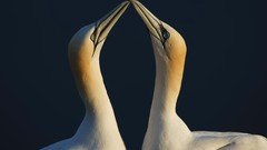 Animals Birds pair gannets