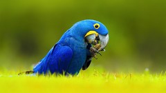 Animals Birds Parrots macaw Hyacinth Macaw