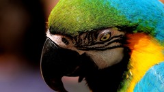 Animals Birds Parrots macaw multicolor Blue-and-yellow Macaws