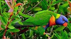 Animals Birds Parrots multicolor tropical rainbow lorikeet