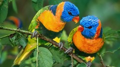 Animals Birds Parrots rainbow lorikeet