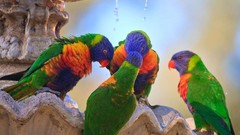 Animals Birds Parrots rainbow lorikeet