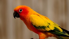 Animals Birds Parrots sun conure conures