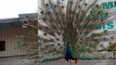 Animals Birds Peacocks everglades Everglades Holiday Park