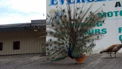 Animals Birds Peacocks everglades Everglades Holiday Park