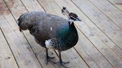 Animals Birds Peacocks everglades Everglades Holiday Park