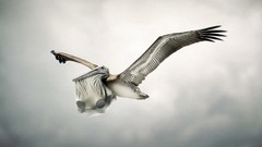 Animals Birds Pelicans digital art