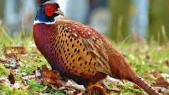 Animals Birds pheasant