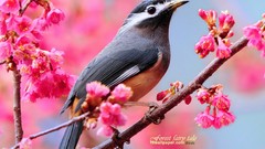 Animals Birds pink flowers blossoms White-eared Sibia