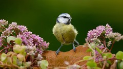 Animals Birds pink flowers blue tit