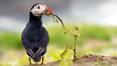 Animals Birds puffin