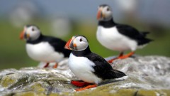 Animals Birds puffin depth of field