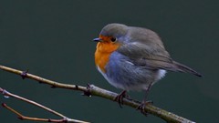 Animals Birds robins