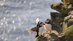 Animals Birds rocks puffin