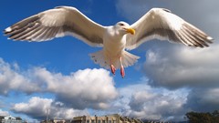 Animals Birds seagulls hover