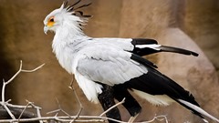 Animals Birds secretary bird