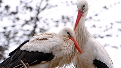 Animals Birds storks
