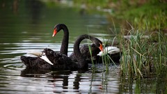 Animals Birds Swans reeds lakes rivers
