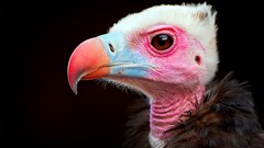 Animals Birds vultures