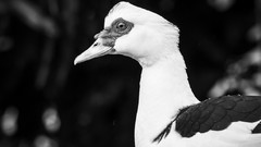 Animals black and white Birds Ducks outdoors Trinidad and Tobago