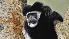 Animals black and white national park Kenya Colobus Monkeys