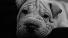 Animals black and white Puppies Dogs shar pei pets