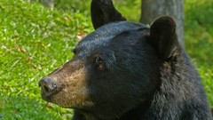 Animals black bear
