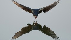 Animals black bird of prey
